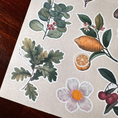 Vintage Botanical Sticker Sheet – 15 Earthy Plant Stickers | Leaf & Foliage | Matte Kiss Cut