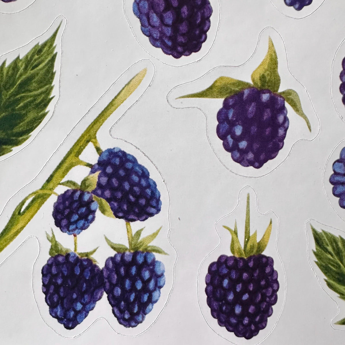 Blackberry Sticker Sheet – 13 Watercolour Fruit Stickers | Glossy Kiss Cut | Kitchen Garden