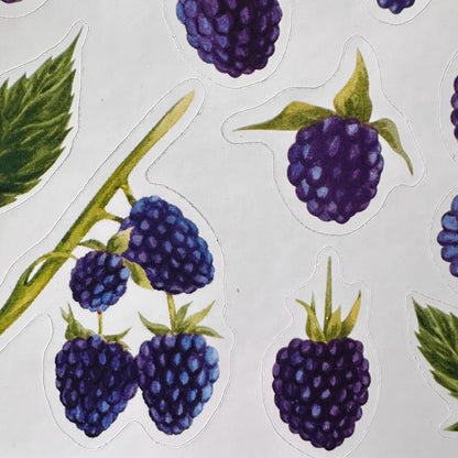 Blackberry Sticker Sheet – 13 Watercolour Fruit Stickers | Glossy Kiss Cut | Kitchen Garden