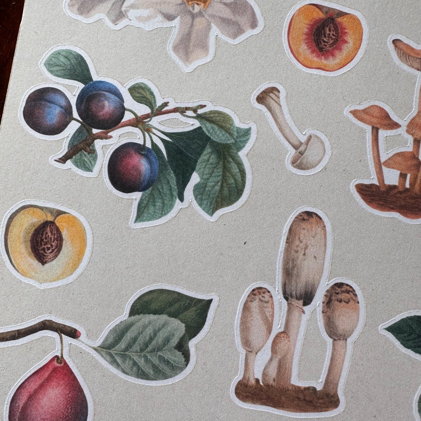 Nature Sticker Sheet – 21 Journal Stickers | Flowers, Fruit & Mushrooms | Matte Kiss Cut