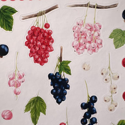 Currant Sticker Sheet – 20 Watercolour Fruit Stickers | Glossy Kiss Cut | Kitchen Garden
