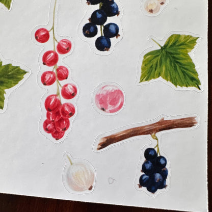 Currant Sticker Sheet – 20 Watercolour Fruit Stickers | Glossy Kiss Cut | Kitchen Garden