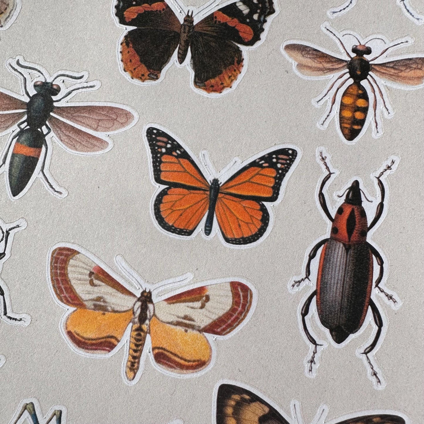 Insect Sticker Sheet – 17 Vintage Bug Stickers | Butterfly, Beetle & Moth | Matte Kiss Cut