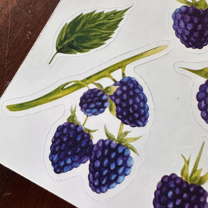 Blackberry Sticker Sheet – 13 Watercolour Fruit Stickers | Glossy Kiss Cut | Kitchen Garden