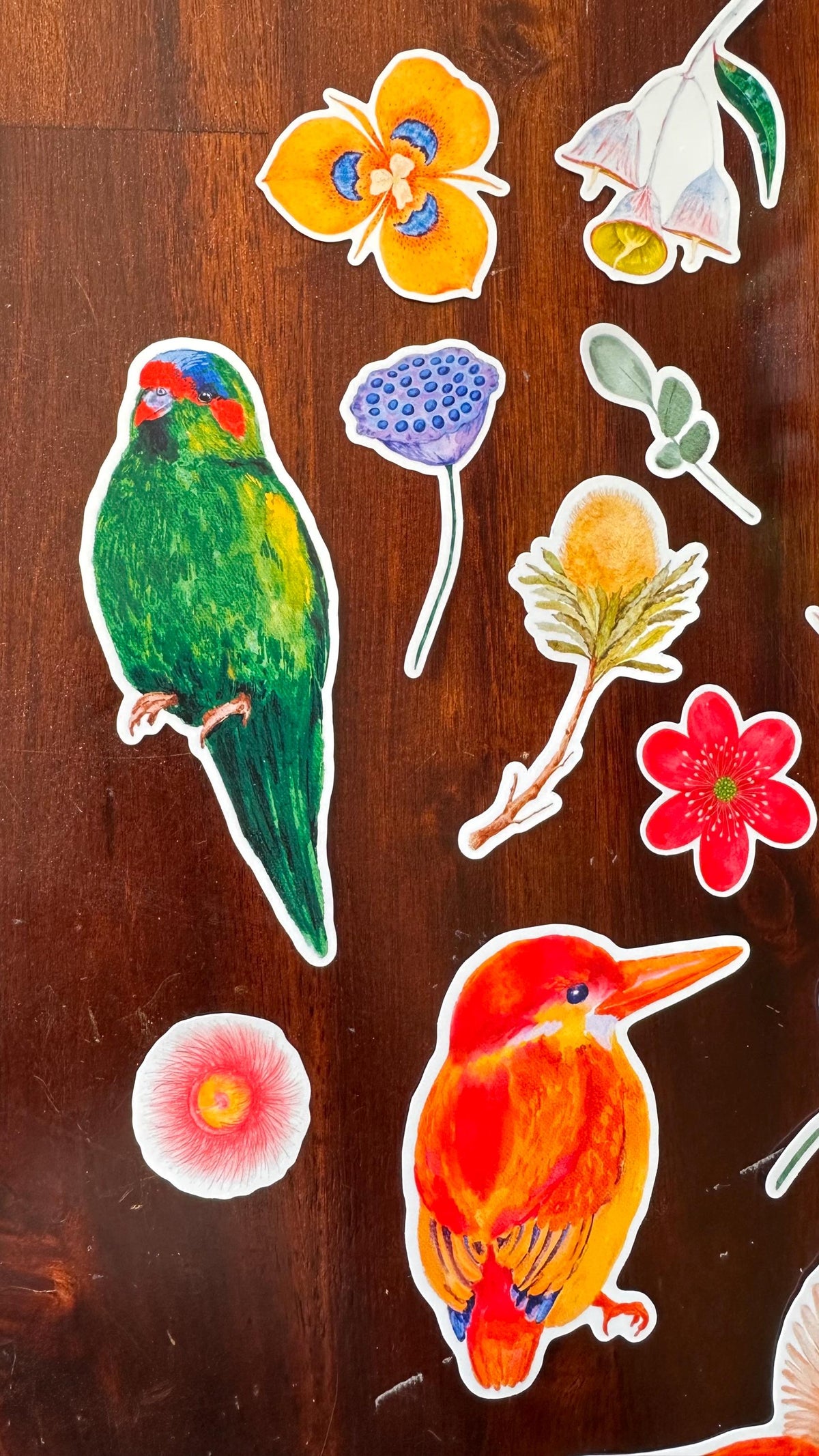 Australian Native Bird and Flower Die Cut Stickers – 15 Loose Vinyl Stickers | Wild Bloom